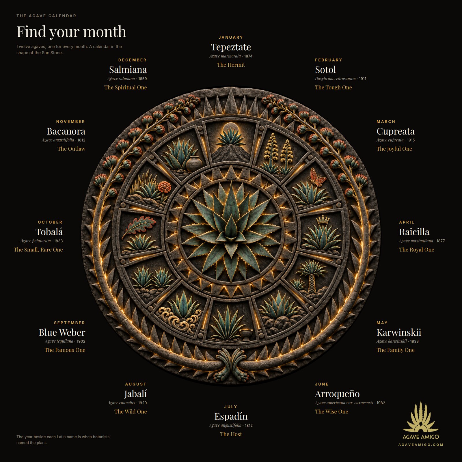 The Agave Calendar: a carved stone wheel with twelve agave symbols, each labelled with its month, plant, Latin name, the year it was named, and its persona.