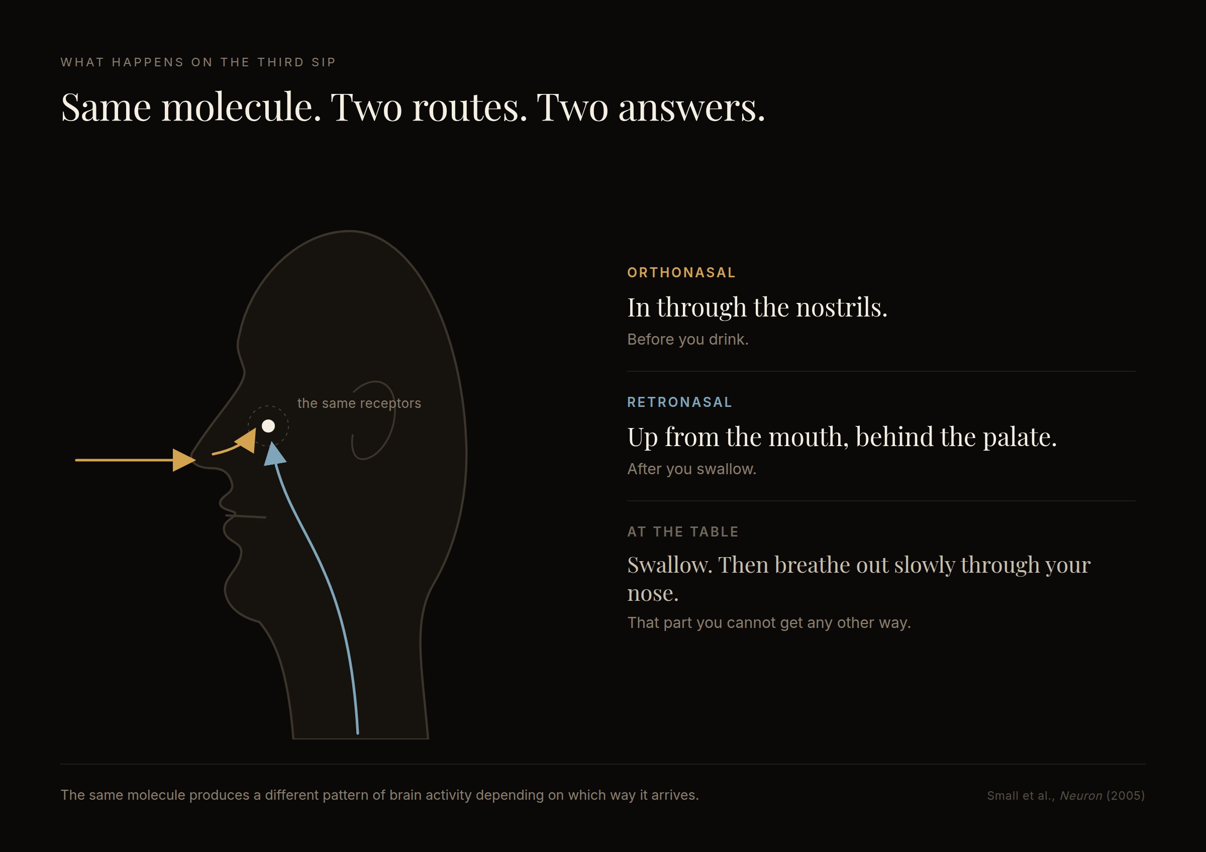A diagram of a head in profile showing two paths converging on the same point: orthonasal, in through the nostrils before you drink, and retronasal, up from the mouth behind the palate after you swallow.